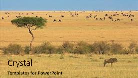  Presentation with kenya - Audience pleasing PPT theme consisting of blue wildebeest connochaetes taurinus backdrop and a yellow colored foreground