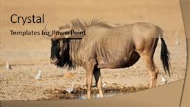  Presentation with kalahari - Cool new slides with blue wildebeest connochaetes taurinus backdrop and a coral colored foreground
