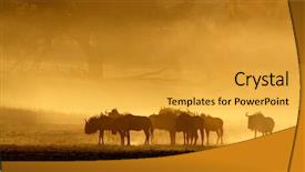  Presentation with south africa - Presentation theme enhanced with blue wildebeest connochaetes taurinus background and a gold colored foreground