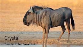  Presentation with kalahari - Slide set enhanced with blue wildebeest connochaetes taurinus background and a coral colored foreground