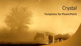  Presentation with south africa - Beautiful PPT theme featuring blue wildebeest connochaetes taurinus backdrop and a yellow colored foreground
