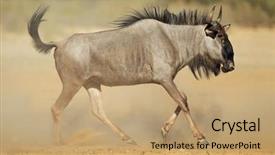  Presentation with dust - PPT theme having blue wildebeest connochaetes taurinus background and a  colored foreground