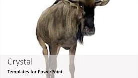  Presentation with blue - Beautiful slides featuring blue-wildebeest-connochaetes-taurinus backdrop and a white colored foreground