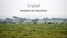  Presentation with blue - Beautiful presentation featuring blue-wildebeest-gnu-or-connochaetes backdrop and a sky blue colored foreground