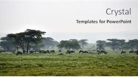 Presentation with blue - Presentation theme with blue-wildebeest-gnu-or-connochaetes background and a white colored foreground