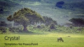  Presentation with animal nature - PPT layouts featuring blue wildebeest gnu or connochaetes background and a yellow colored foreground