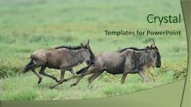  Presentation with facet brilliant diamonds on blue - Theme featuring blue wildebeest gnu or connochaetes background and a  colored foreground