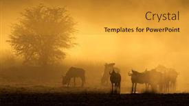  Presentation with wi fi wifi wireless blue - Audience pleasing slide deck consisting of blue-wildebeest-herd-connochaetes-taurinus backdrop and a gold colored foreground