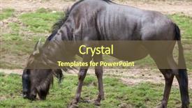  Presentation with blue - Colorful slide set enhanced with blue wildebeests connochaetes taurinus taurinus backdrop and a tawny brown colored foreground