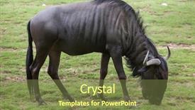  Presentation with award certificate blue - Presentation theme having blue wildebeests connochaetes taurinus taurinus background and a tawny brown colored foreground