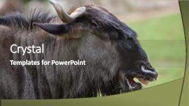  Presentation with proposal blue - Presentation theme enhanced with blue wildebeests connochaetes taurinus taurinus background and a dark gray colored foreground