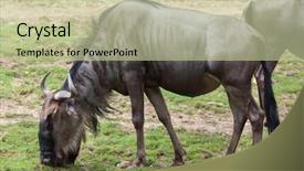  Presentation with blue - PPT layouts having blue wildebeests connochaetes taurinus taurinus background and a mint green colored foreground