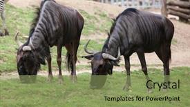  Presentation with blue - Amazing PPT theme having blue wildebeests connochaetes taurinus taurinus backdrop and a seafoam green colored foreground
