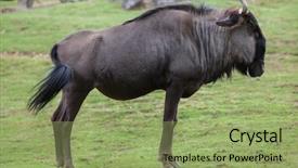 Presentation with blue - PPT theme consisting of blue wildebeests connochaetes taurinus taurinus background and a mint green colored foreground