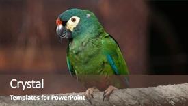  Presentation with underwater wild nature sea life - Presentation enhanced with blue-winged macaw primolius maracana background and a tawny brown colored foreground