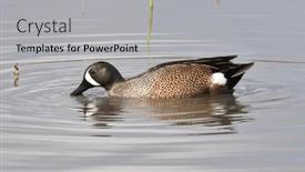  Presentation with teal - Slides featuring blue-winged-teal-spatula-discors background and a light gray colored foreground