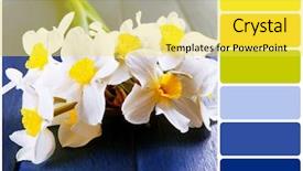 Presentation with blue yellow - Audience pleasing presentation theme consisting of blue yellow - beautiful bouquet of daffodils backdrop and a yellow colored foreground