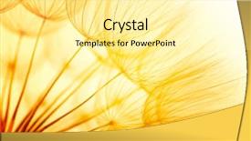  Presentation with dandelion - Slide set enhanced with blue yellow - dandelion seed in golden sunlight background and a blonde colored foreground