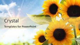 Presentation with sunflowers - Amazing presentation having blue yellow - field of sunflowers backdrop and a yellow colored foreground