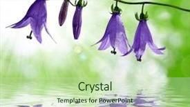  Presentation with lime green and white flower - Audience pleasing theme consisting of bluebell - bell flowers on green background backdrop and a soft green colored foreground