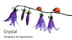  Presentation with white flowers of jasmine - Presentation with bluebell - bell flowers with ladybug isolated background and a white colored foreground