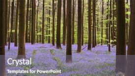  Presentation with belgium - Slides with bluebell - dark trees with their stems background and a gray colored foreground