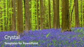  Presentation with belgium - Amazing slides having bluebell - famous forest hallerbos in brussels backdrop and a ocean colored foreground