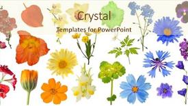  Presentation with set flowers tagetes patula - Colorful presentation theme enhanced with bluebell - set of rainbow color flowers backdrop and a cream colored foreground