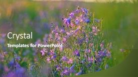  Presentation with blue flower bulb field - Amazing PPT theme having bluebell-field-with-nice-flowers backdrop and a tawny brown colored foreground