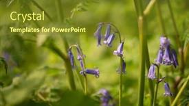  Presentation with flowers - Slides consisting of bluebell-flowers-hyacinthoides-non-scripta background and a tawny brown colored foreground