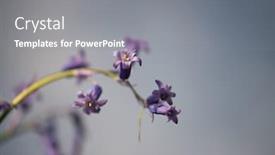  Presentation with flowers - Beautiful presentation theme featuring bluebell-flowers-hyacinthoides-non-scripta backdrop and a gray colored foreground