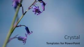  Presentation with flowers - PPT theme with bluebell-flowers-hyacinthoides-non-scripta background and a teal colored foreground