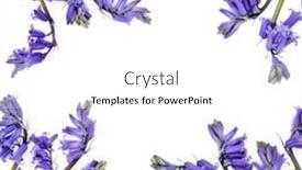  Presentation with birthday greetings - Colorful presentation design enhanced with bluebell-wildflower-abstract-border backdrop and a white colored foreground