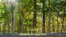 Presentation with shining forest - Colorful presentation theme enhanced with bluebell-wood-or-forest-filled backdrop and a tawny brown colored foreground