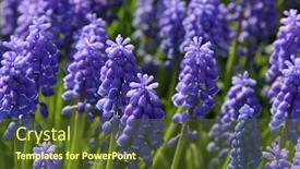  Presentation with grape juice - Presentation with bluebells grape hyacinth muscari armeniacum background and a tawny brown colored foreground