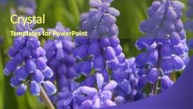  Presentation with grape juice - Presentation having bluebells grape hyacinth muscari armeniacum background and a tawny brown colored foreground