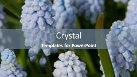  Presentation with grape - Presentation theme having bluebells-grape-hyacinth-muscari-armeniacum background and a seafoam green colored foreground