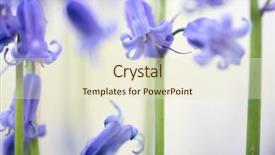  Presentation with beautiful spring flowers - Slide set enhanced with bluebells wildflower macro detail hyacinthoides background and a cream colored foreground