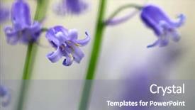  Presentation with forest beautiful spring nature - Presentation design enhanced with bluebells wildflower macro detail hyacinthoides background and a coral colored foreground