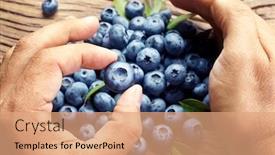  Presentation with blueberries - Audience pleasing theme consisting of blueberries in the man's hand blueberries over old wooden table in the background backdrop and a coral colored foreground