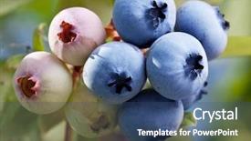  Presentation with blueberries - Beautiful PPT theme featuring blueberries on a shrub macro shot backdrop and a ocean colored foreground