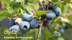  Presentation with blueberries - Presentation theme having blueberries on a shrub macro shot background and a tawny brown colored foreground
