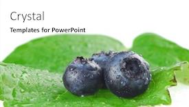  Presentation with green leaf water drops - Cool new PPT theme with blueberries placed on green leaf with water drops backdrop and a white colored foreground