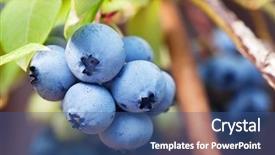  Presentation with blueberries - Presentation theme featuring blueberry - blueberries on a shrub macro background and a ocean colored foreground
