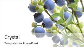  Presentation with blueberry - Amazing PPT layouts having blueberry - blueberries on the branches backdrop and a white colored foreground