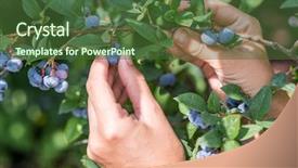  Presentation with blueberry - Amazing theme having blueberry - blueberries picking female hand gathering backdrop and a tawny brown colored foreground