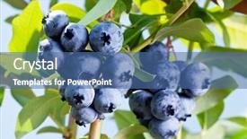  Presentation with blueberry - Cool new slide deck with blueberry - cluster of blueberries backdrop and a ocean colored foreground
