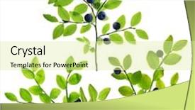  Presentation with blueberry - Amazing PPT theme having blueberry branches isolated on white background backdrop and a soft green colored foreground