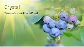  Presentation with vegan food - Amazing presentation having blueberry-fresh-and-ripe-organic backdrop and a blonde colored foreground