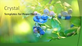 Presentation with bio - Audience pleasing theme consisting of blueberry-fresh-and-ripe-organic backdrop and a blonde colored foreground